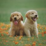 Puppy Training Online