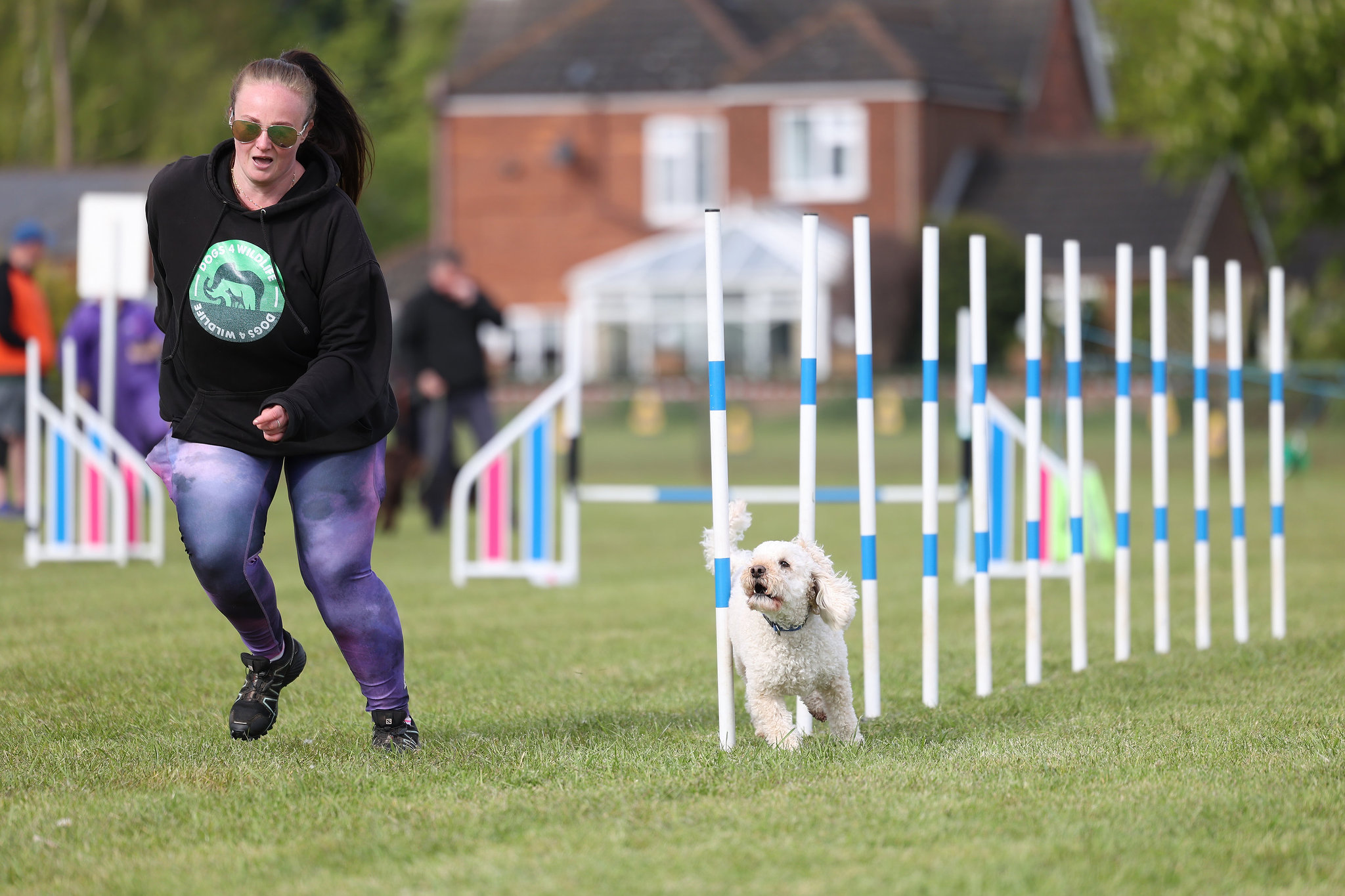 Is My Dog Suitable for Dog Agility Training?