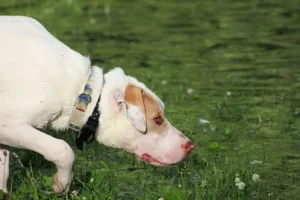 scatter feeding dog