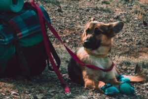 how to keep dogs cool in hot weather