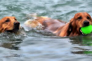 teaching a dog to swim