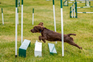 dog agility group classes