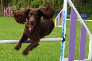 choosing an agility club