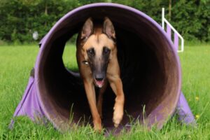 essential skills for agility dogs