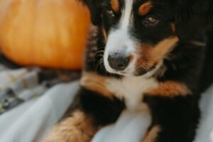 halloween dog agility