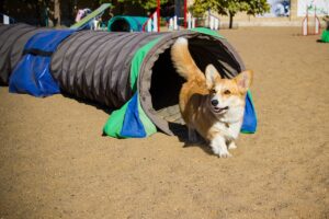 dog agility foundations